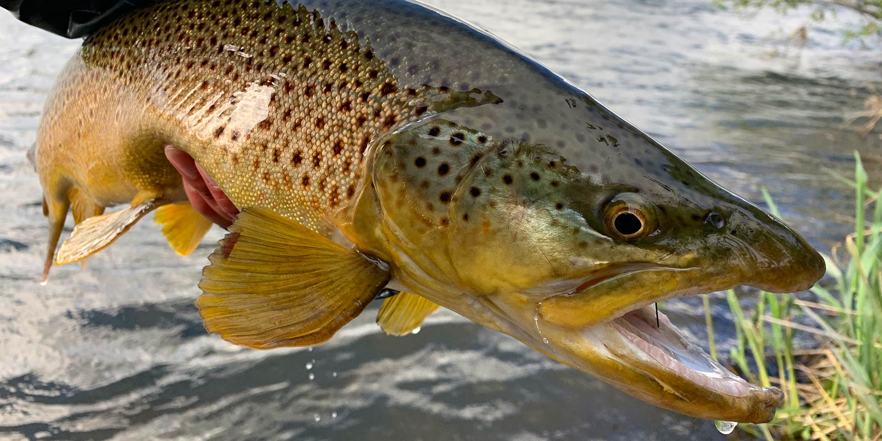 Catching a brown trout — Jackson Hole Fly Fishing
